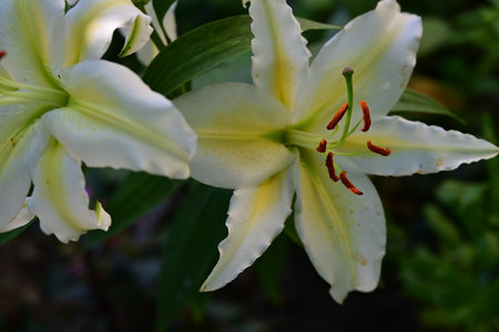White lily in the garden, close-up of a flowerの写真素材