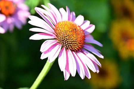 Echinacea purpurea, coneflower, purple coneflowerの写真素材