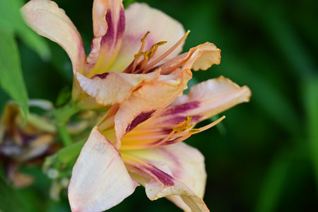 Beautiful lily flower in the garden. Selective focus.の写真素材