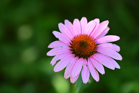 Echinacea purpurea, coneflower, purple flowerの写真素材
