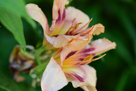 Beautiful lily flower blooming in the garden on a summer dayの写真素材