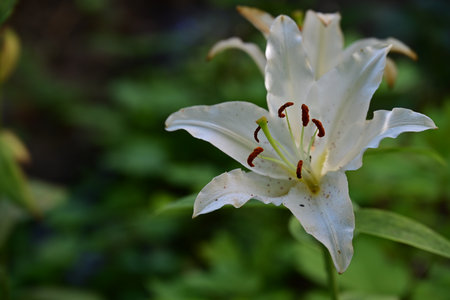 White lily flower closeup in the garden. Nature background.の写真素材