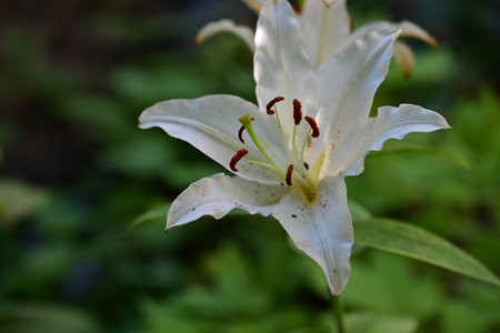 White lily in the garden, close-up, selective focusの写真素材