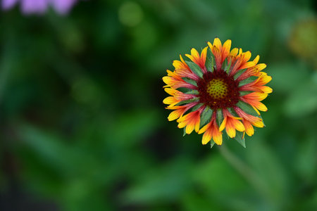 Gaillardia flower in the garden. Red and yellow flower.の写真素材