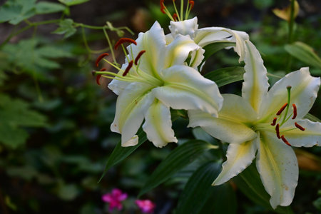 White lily flower in the garden, closeup of photo.の写真素材