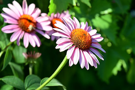 Echinacea purpurea, commonly known as coneflower.の写真素材