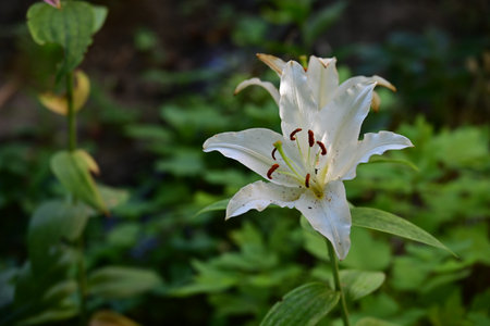 White lily in the garden on a sunny summer day closeupの写真素材
