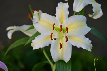 White lily flowers in the garden. Close-up. Selective focus.の写真素材