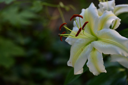 Beautiful white lily flowers in the garden on a summer dayの写真素材