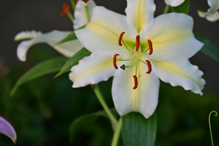 White lily flower in the garden, close-up view.の写真素材