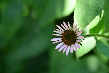 Echinacea purpurea flower in the garden, stock photoの写真素材