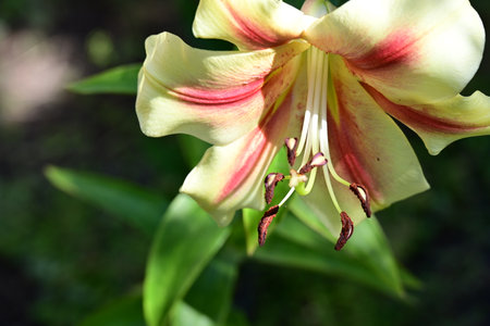 Beautiful lily flower in the garden on a sunny summer dayの写真素材