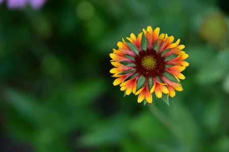 Gaillardia grandiflora,Garden flower,Garden flowerの写真素材