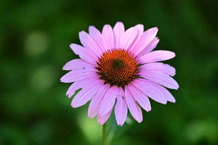 Echinacea purpurea flower in the garden, closeup of photoの写真素材