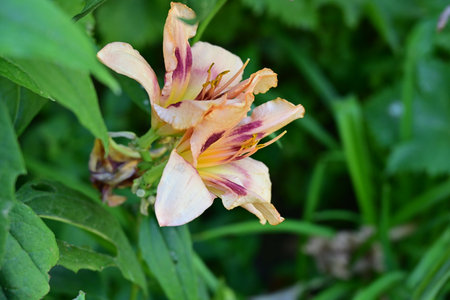 Beautiful lily flower in the garden on a sunny summer dayの写真素材