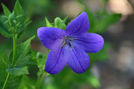 Purple flower of Platycodon grandiflorus.の写真素材
