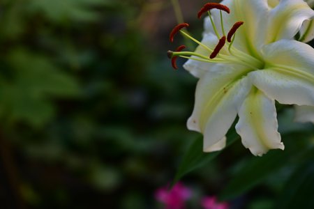 White lily flower with green leaves in the garden close up.の写真素材