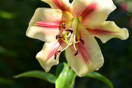 Beautiful lily flower in the garden, close-up.の写真素材