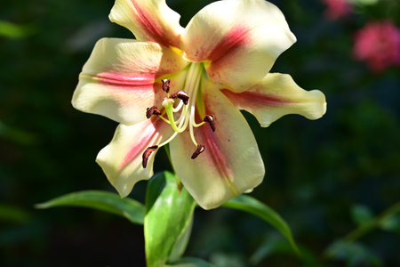 Beautiful yellow lily in the garden. Close-up.の写真素材