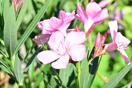 Pink oleander flowers blooming in the garden, stock photoの写真素材