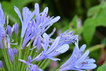 Agapanthus africanus, African lily, African lilyの写真素材