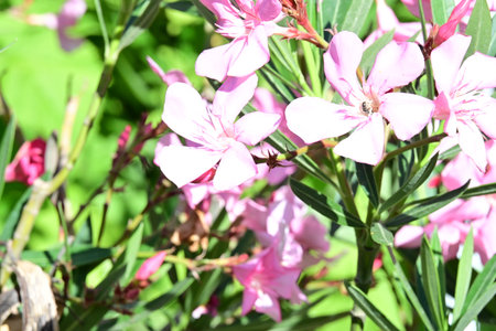 Pink oleander flowers blooming in the garden on a sunny day