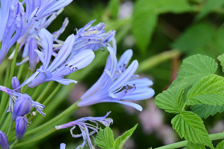 Agapanthus africanus, commonly known as African lilyの写真素材
