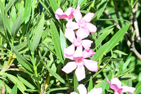 Pink oleander flowers in the garden, closeup of photoの写真素材