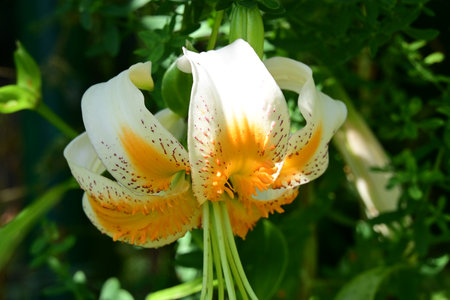 White lily flower in the garden, closeup of photo.の写真素材