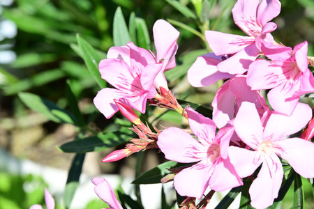 Pink oleander flowers blooming in the garden, stock photoの写真素材