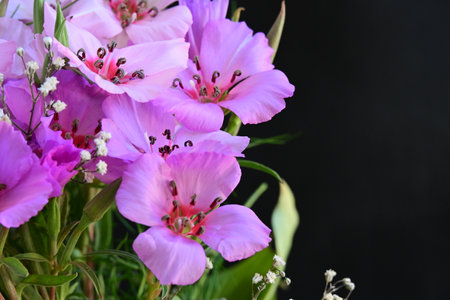 Bouquet of pink freesia flowers on a black backgroundの写真素材