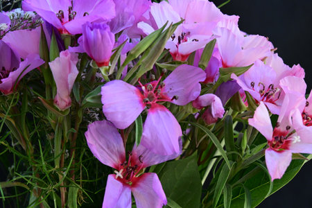Bouquet of pink freesia flowers on black background.の写真素材
