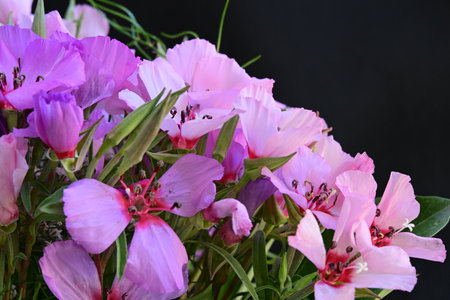 Bouquet of pink freesia flowers on a black backgroundの写真素材