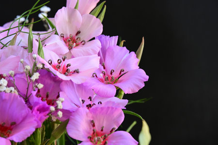 bouquet of pink geraniums on a black background close upの写真素材