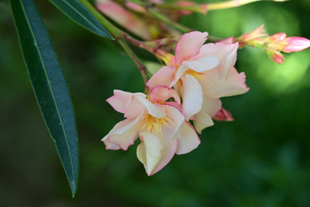 Nerium oleander flowers in bloom in the garden.