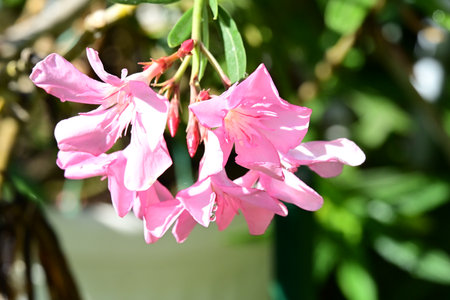 Pink oleander flowers in the garden, closeup of photo