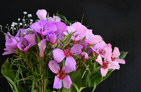 Bouquet of pink freesia flowers on a black backgroundの写真素材