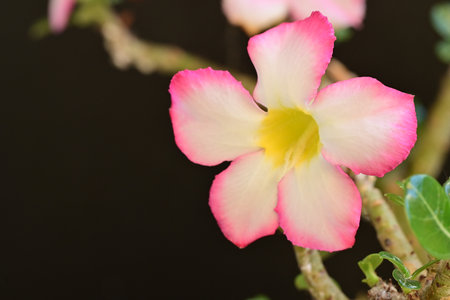 Desert Rose or Impala Lily or Mock Azalea flowerの写真素材