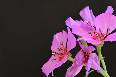 Pink flowers on a black background. Shallow depth of field.の写真素材