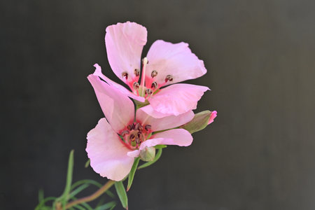 Pink flower on a dark background. Shallow depth of field.の写真素材