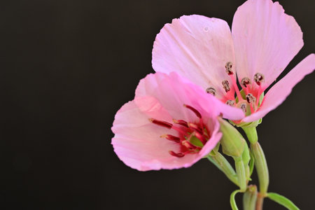 pink geranium flower on black background, closeup of photoの写真素材