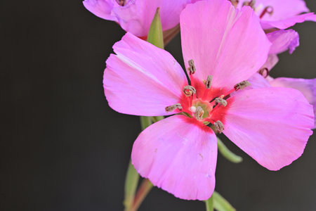 pink flower on black background, closeup photo of beautiful flowerの写真素材