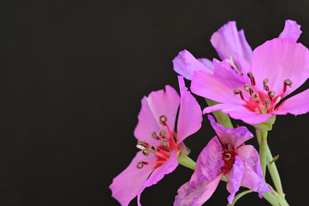 pink geranium flowers on black background with copy space for textの写真素材
