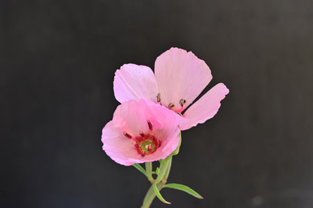 Pink flower on a black background with space for text and design.の写真素材