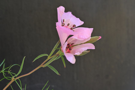 Pink flower on a dark background, close-up, selective focusの写真素材
