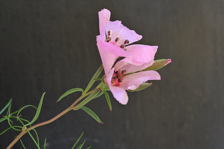 Pink flowers on a black background, close-up, selective focusの写真素材