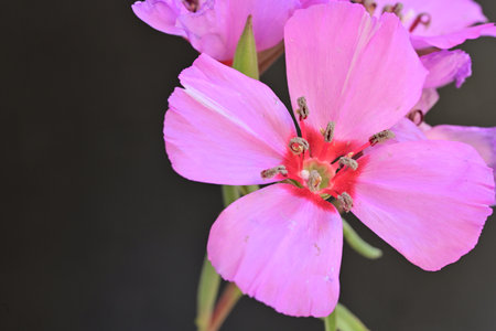 pink flowers on black background, closeup of photo with shallow depth of fieldの写真素材