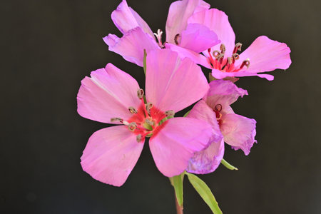 Pink flower on a black background, closeup of photo, local focusの写真素材