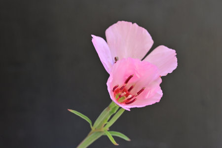 Pink flower on a black background, closeup of photo with selective focusの写真素材