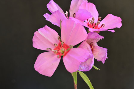 pink flower on black background, closeup of photo with soft focusの写真素材